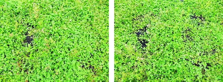 Доклад: Влияние вариантов рекультивации нефтезагрязненной почвы на рост и развитие растений